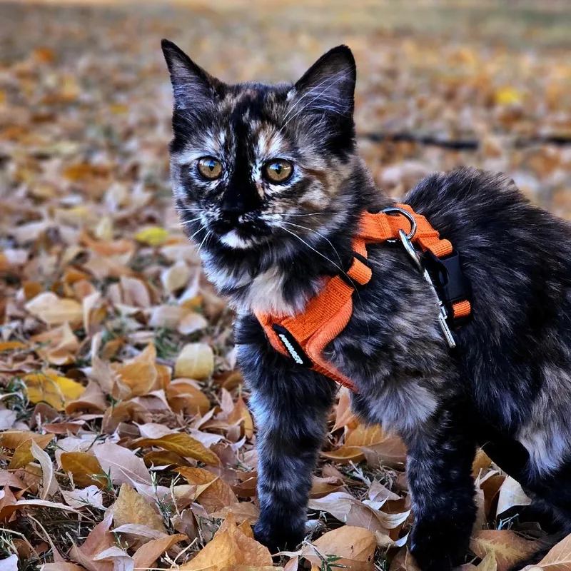 Truffles thumbnail 4