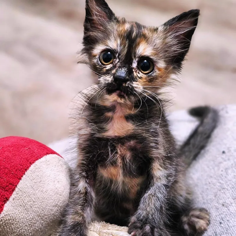 Truffles thumbnail 5