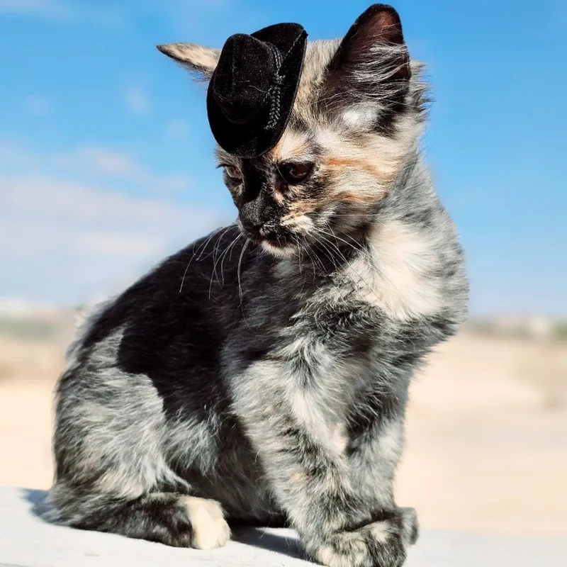 Truffles thumbnail 6