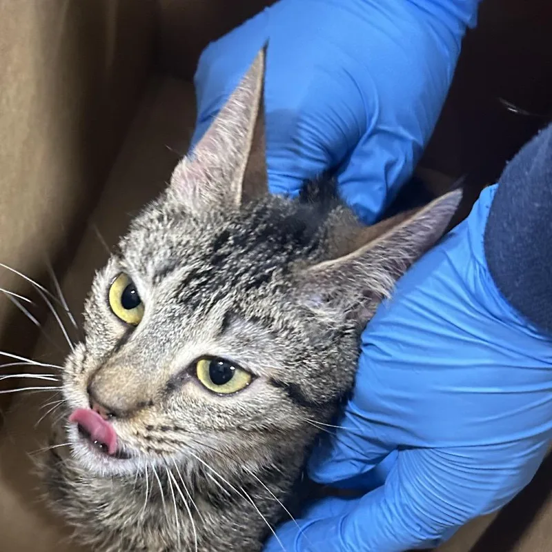 A baby small-sized female Brown / Chocolate Domestic Short Hair cat named Silvia for adoption in Newark, NJ