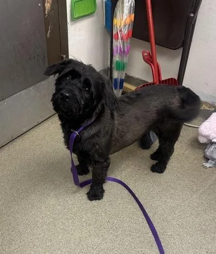 An adult medium-sized male Terrier dog named Milo for adoption in Palm Coast, FL