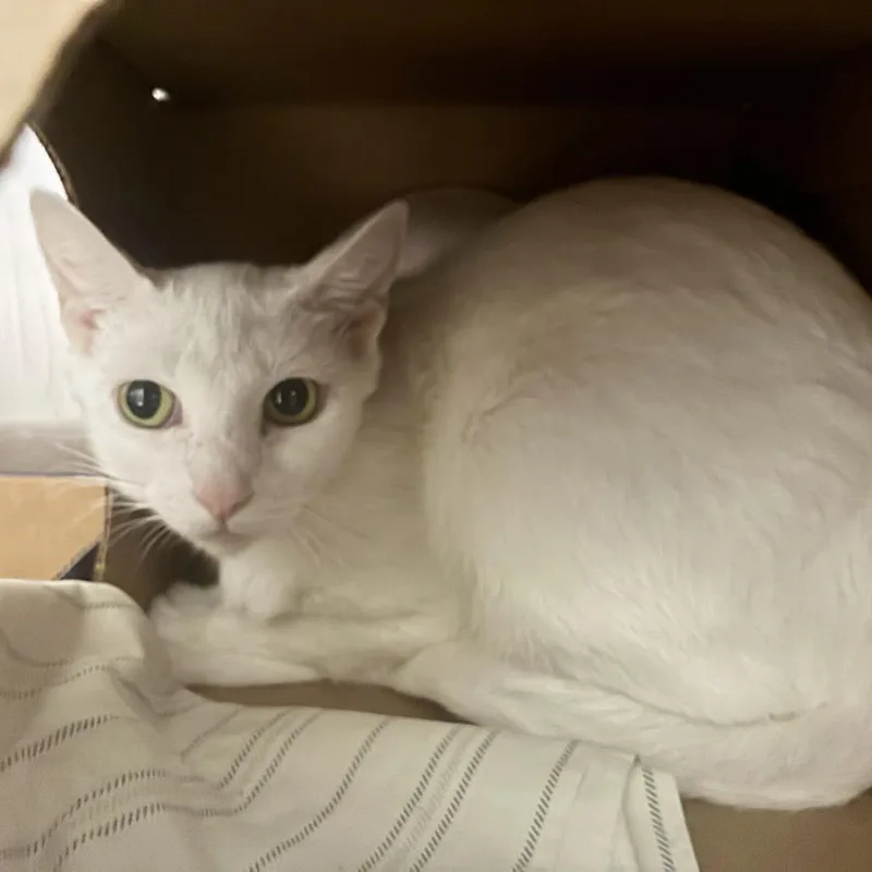 An adult medium-sized female Domestic Short Hair cat named Angel for adoption in Saint Louis, MO