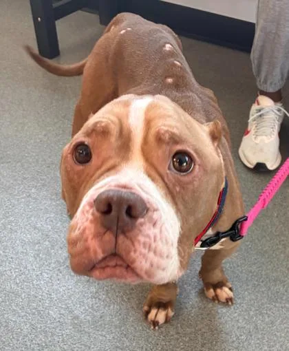 An adult medium-sized female Mixed Breed dog named Talula for adoption in West Chester, PA