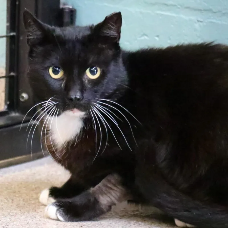 Mr. Tux
