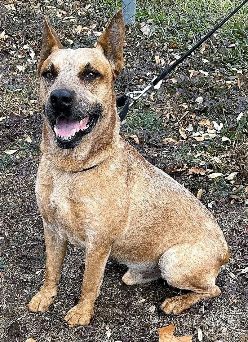 Red Ryder thumbnail 2