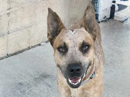 Red Ryder thumbnail 3