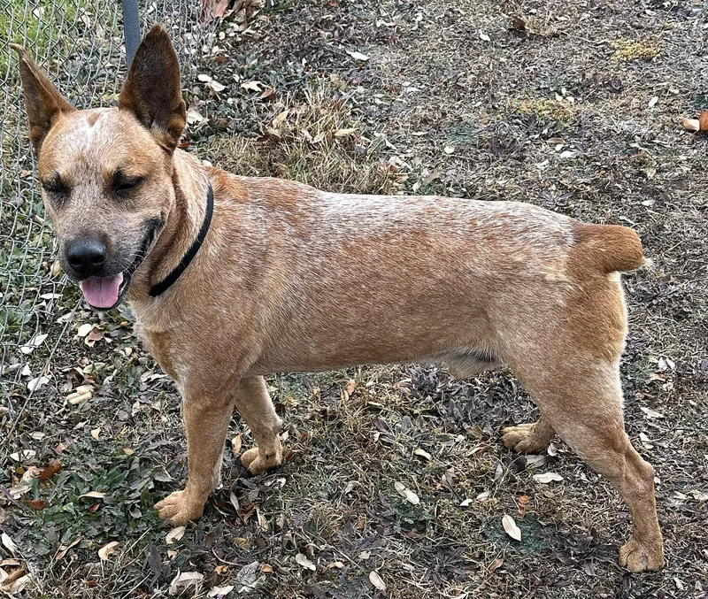 Red Ryder thumbnail 4