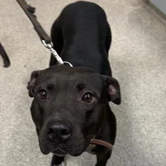An adult large-sized female Black Mixed Breed dog named Little Girl for adoption in Jacksonville, FL