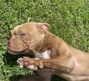 A young medium-sized female Brown / Chocolate American Bully dog named Gidget for adoption in Vanceboro , NC