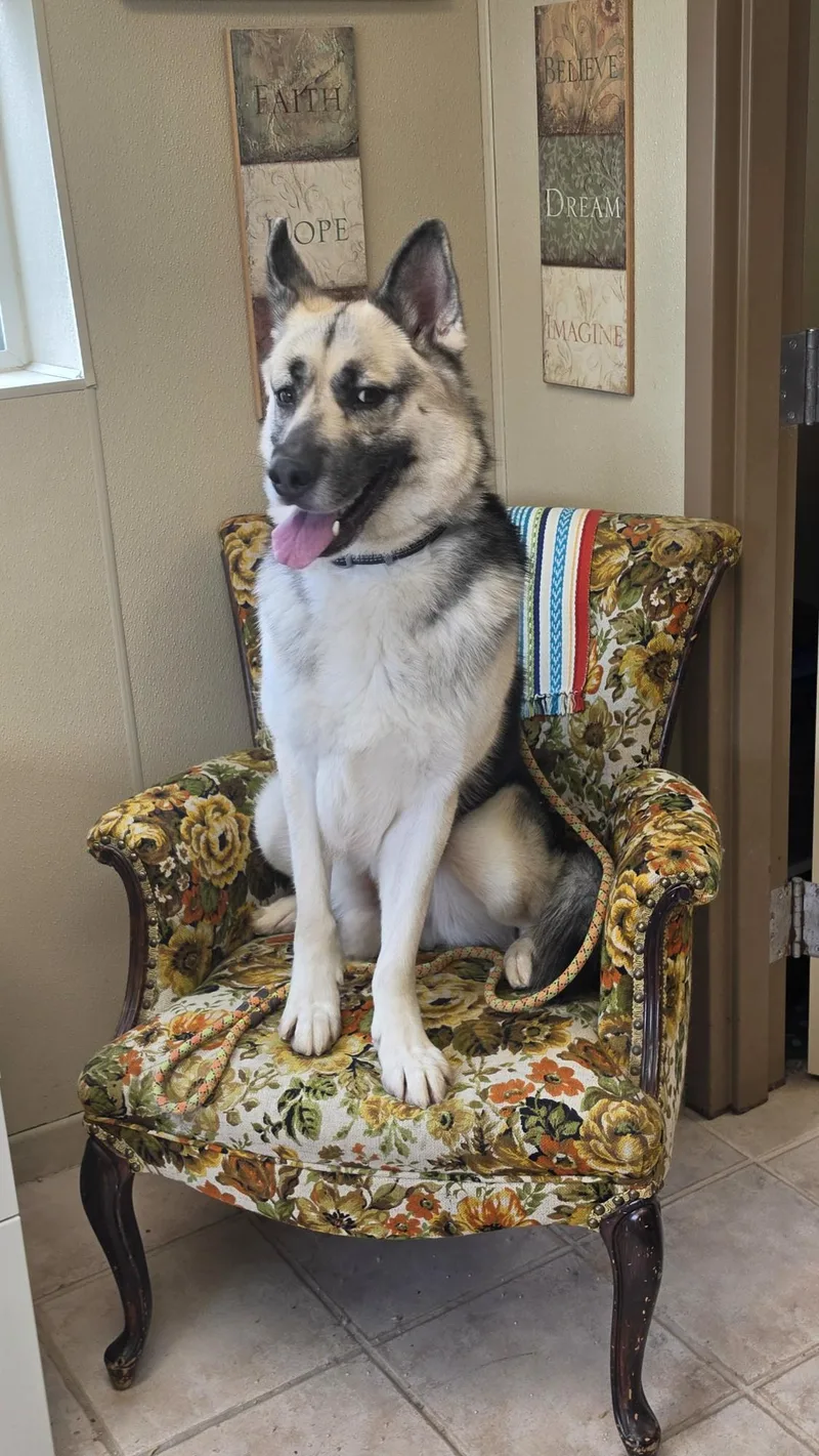 An adult large-sized male German Shepherd Dog dog named Butch for adoption in Brainerd, MN