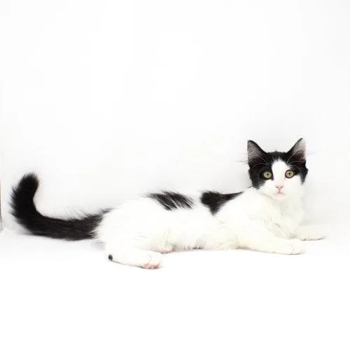 A baby medium-sized female Black & White / Tuxedo Domestic Long Hair cat named Princessly for adoption in Florence, AZ