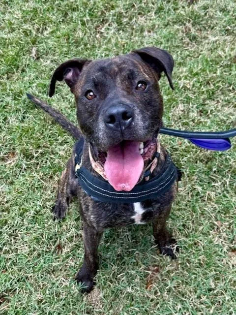 An adult large-sized male Terrier dog named Caribbean for adoption in Miami, FL