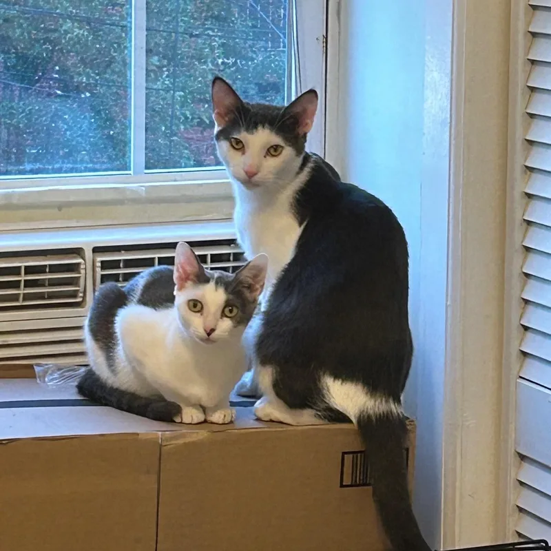 Megatron & Beanie thumbnail 2