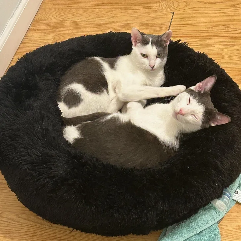 Megatron & Beanie thumbnail 3