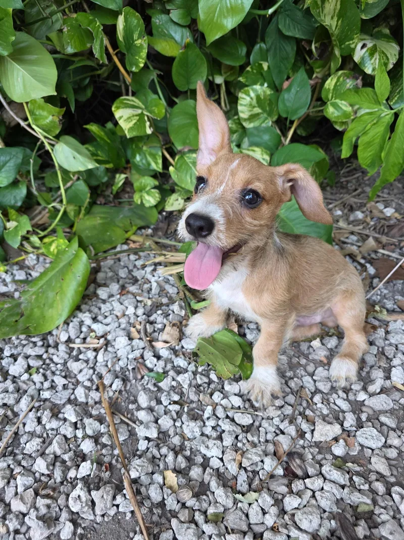 A baby small-sized male Wirehaired Dachshund dog named Herbie for adoption in Miami, FL