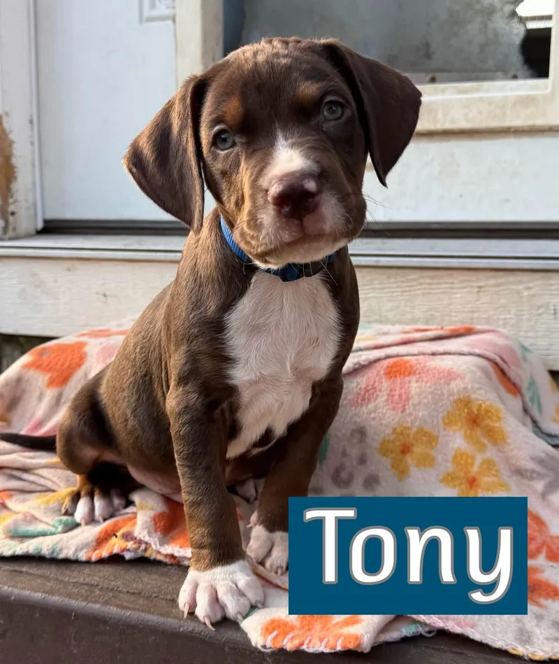 Tony thumbnail 3