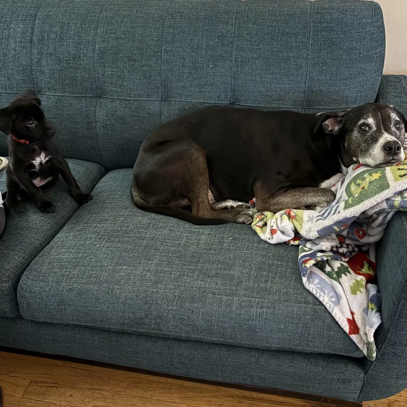 A baby medium-sized male Mixed Breed dog named Eric for adoption in Alma, MI