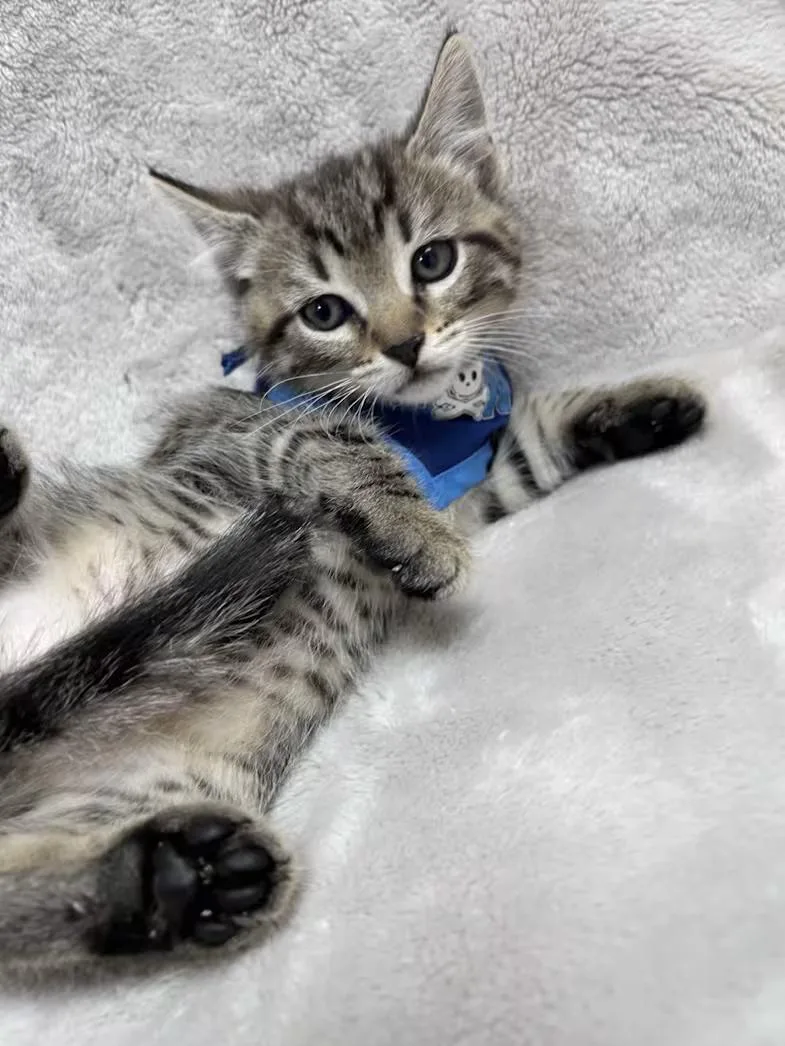 A baby medium-sized male Tabby (Brown / Chocolate) Domestic Short Hair cat named Zeppelin for adoption in Greensboro, NC