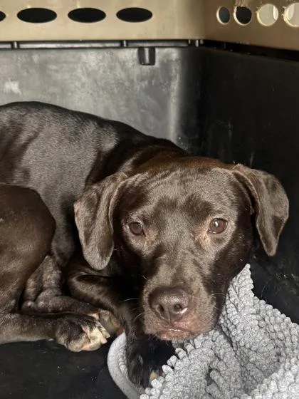 An adult medium-sized female Mixed Breed dog named Velvet for adoption in West Chester, PA