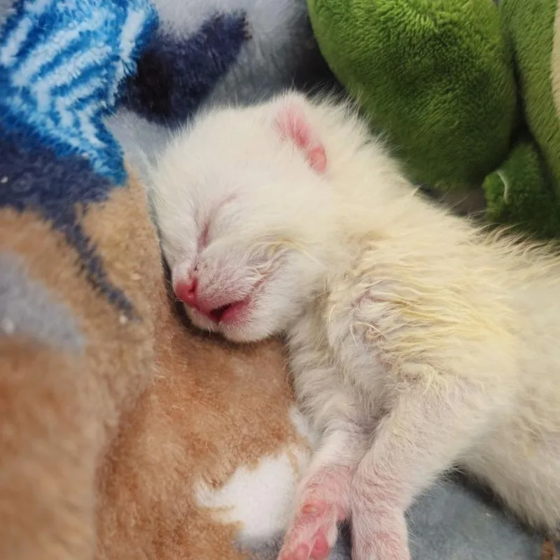 A baby small-sized female White Domestic Short Hair cat named Cornbread Claws for adoption in Lynchburg, VA