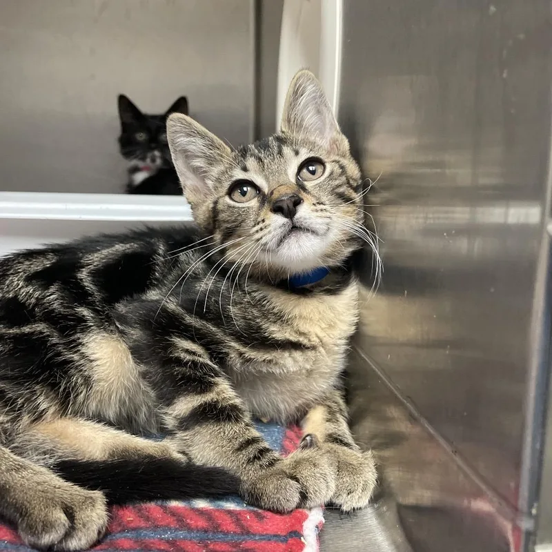 A baby small-sized male Brown / Chocolate Domestic Medium Hair cat named Yaya for adoption in Lakeland, FL