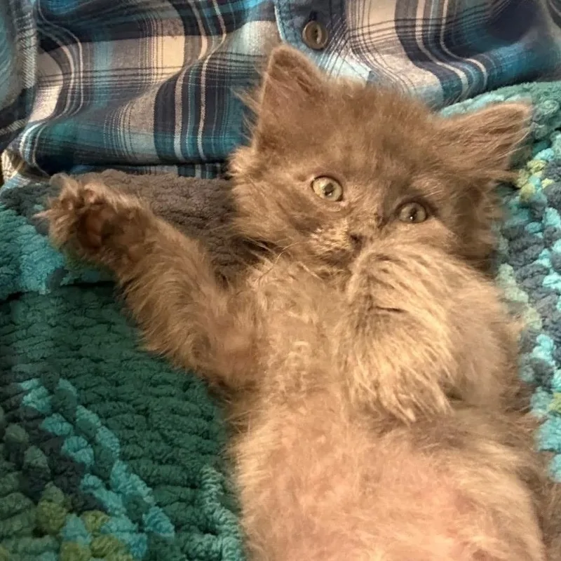 A baby small-sized male Domestic Medium Hair cat named Teddy VanDeusen for adoption in Morrison, CO