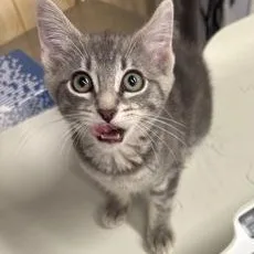 A baby medium-sized female Gray / Blue / Silver Domestic Medium Hair cat named Juniper for adoption in Rapid City, SD
