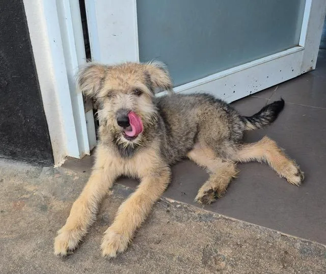 A baby small-sized female Yellow / Tan / Blond / Fawn Border Terrier dog named Lia Lively for adoption in Andover, MA