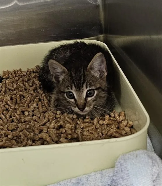A baby medium-sized male Domestic Short Hair cat named Rocket for adoption in Huntsville, AL