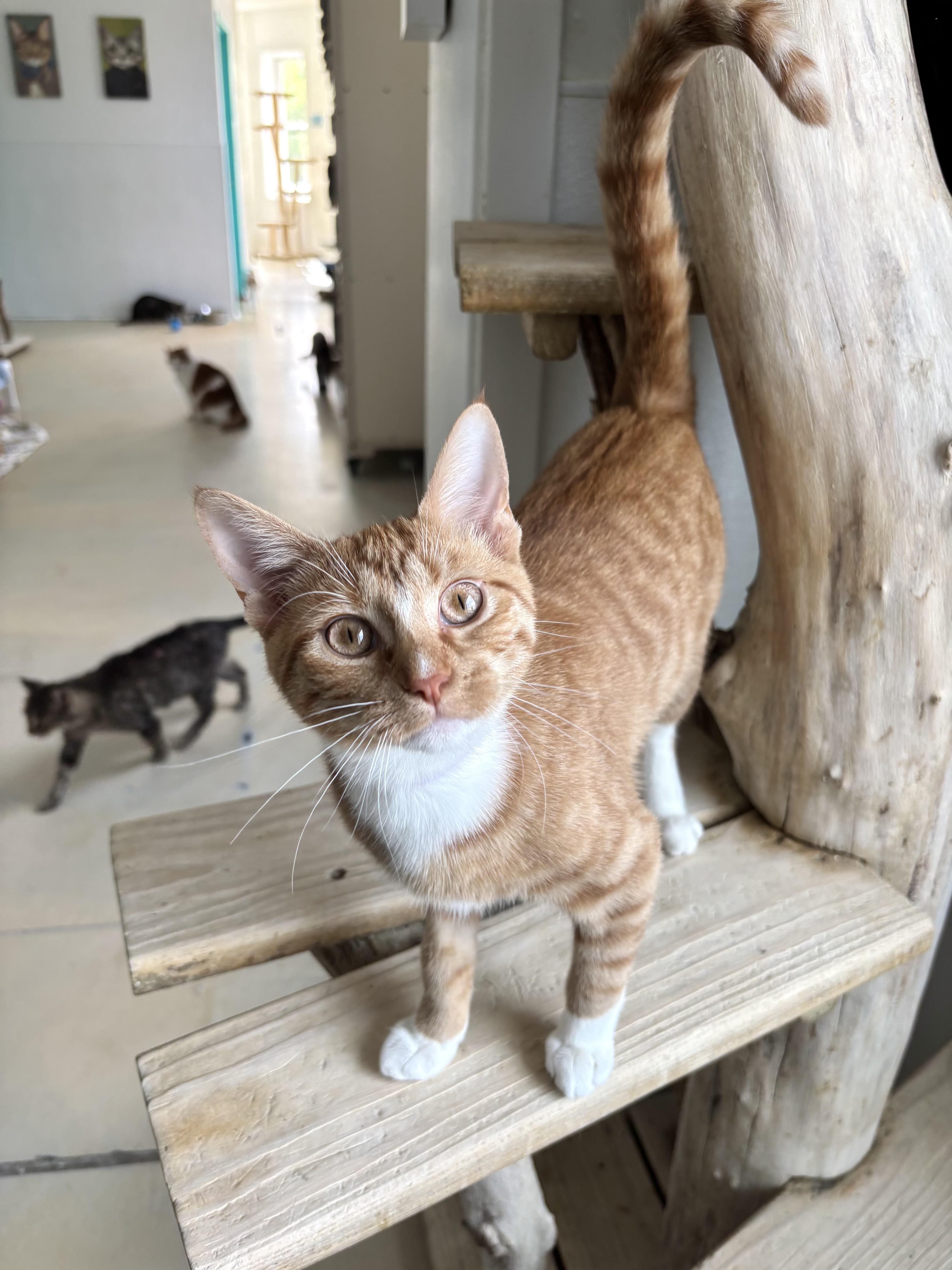 A young medium-sized female Orange / Red Domestic Short Hair cat named Ritz for adoption in Chicago, IL
