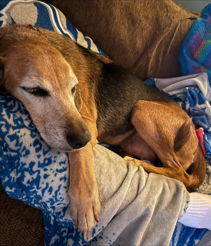 An adult medium-sized female Hound dog named Felicia aka Dixie for adoption in Monticello, NY