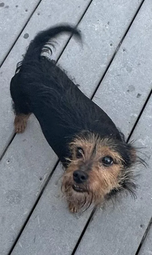 An adult small-sized male Yorkshire Terrier dog named Papi for adoption in Tonawanda, NY