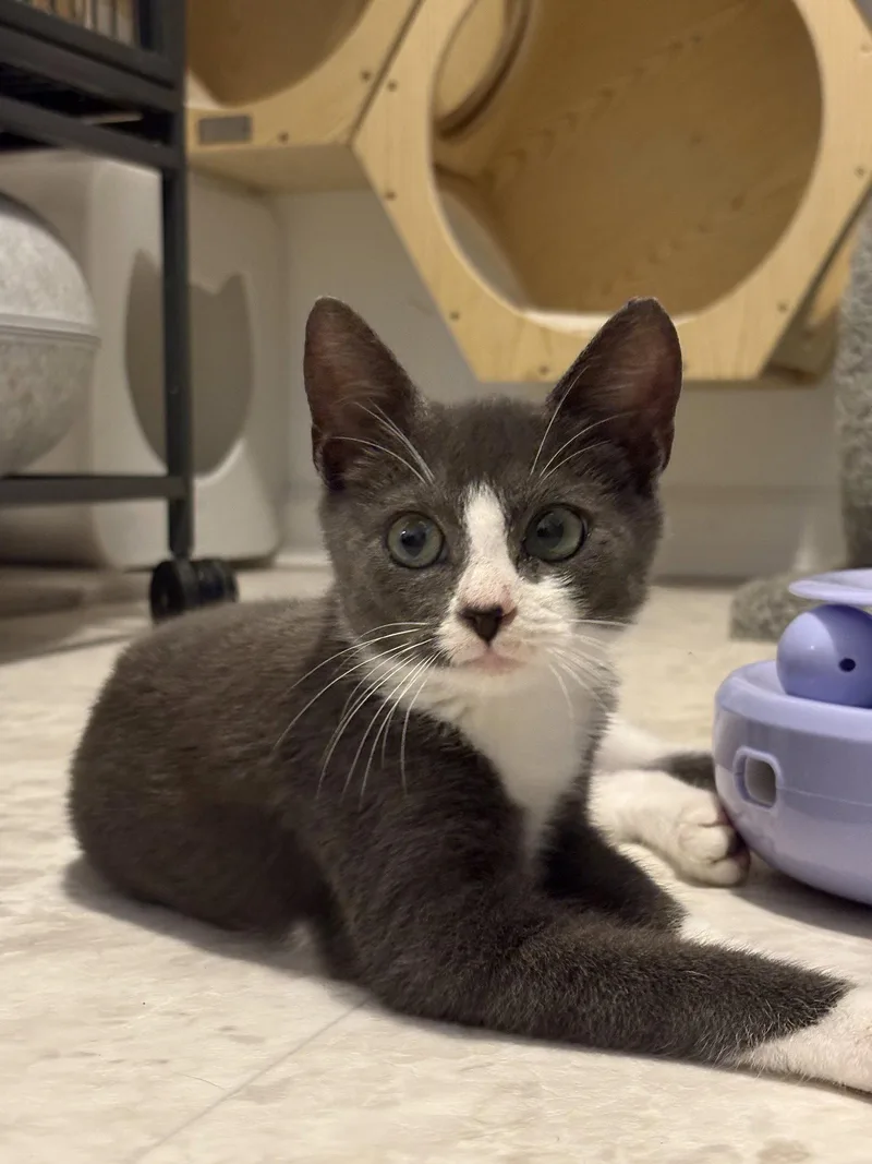 A young medium-sized male Domestic Short Hair cat named Swayve for adoption in Seaford, DE