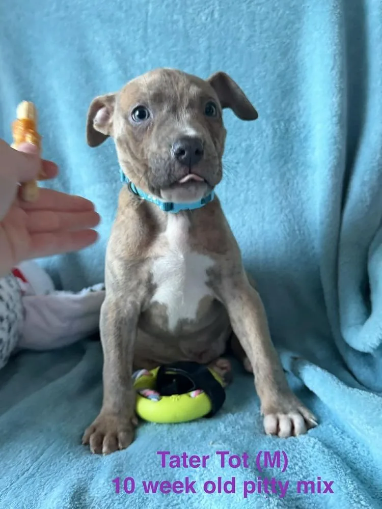 Tater Tot thumbnail 3