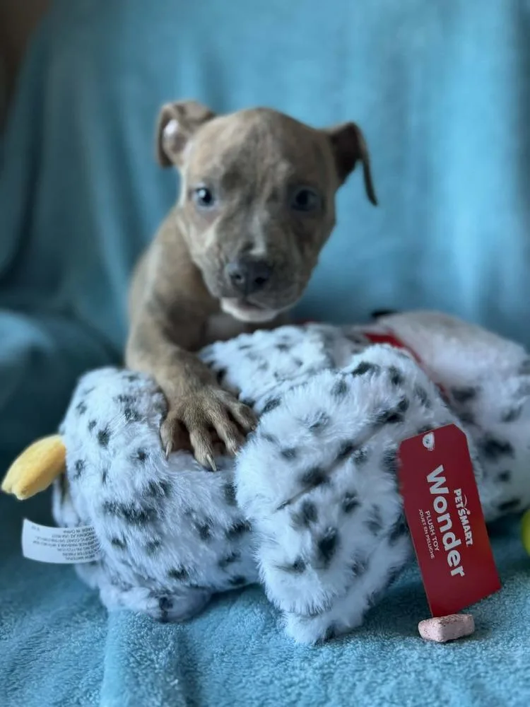 Tater Tot thumbnail 4