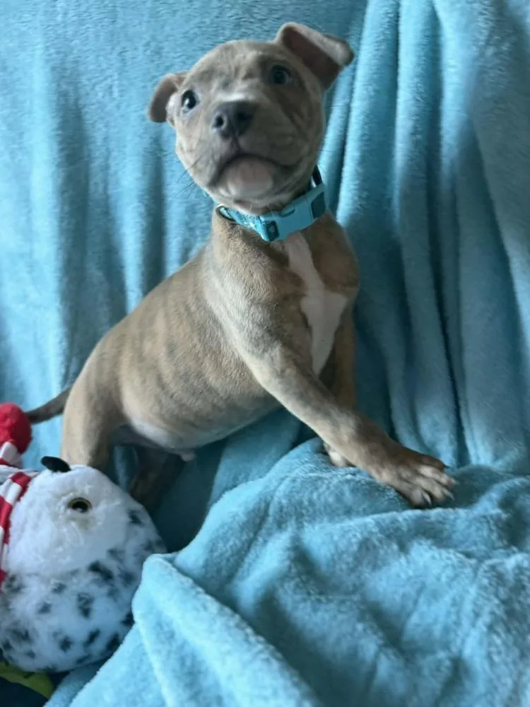 Tater Tot thumbnail 5