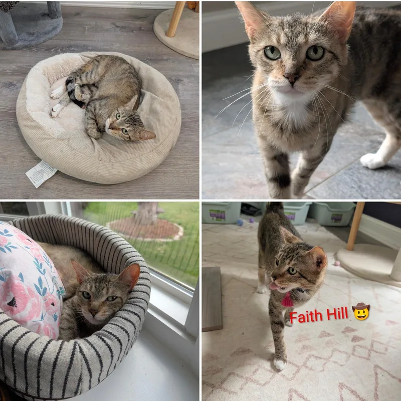 A young medium-sized female Tabby (Buff / Tan / Fawn) Maine Coon cat named Faith Hill for adoption in Cincinnati, OH