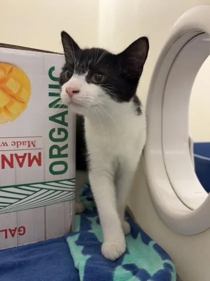A young small-sized male Domestic Short Hair cat named Tyler for adoption in Quakertown, PA