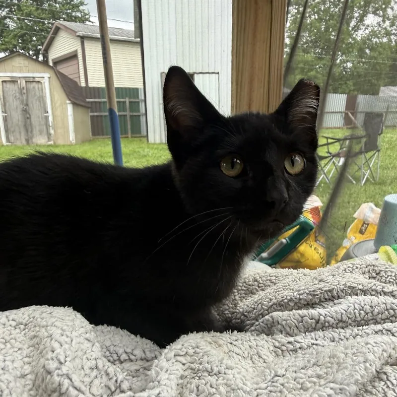 A baby small-sized male Black Domestic Short Hair cat named Stinker for adoption in Shelbyville, IN