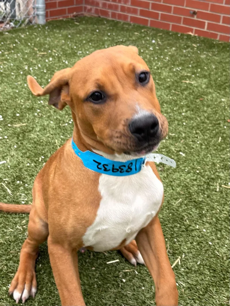 A baby medium-sized male Treeing Walker Coonhound dog named Butter for adoption in Oxford, MI