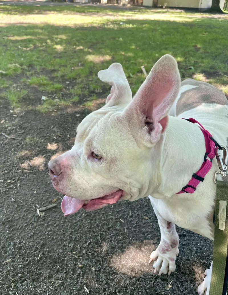 A senior medium-sized female White / Cream American Bully dog named Gigi for adoption in East Orange, NJ