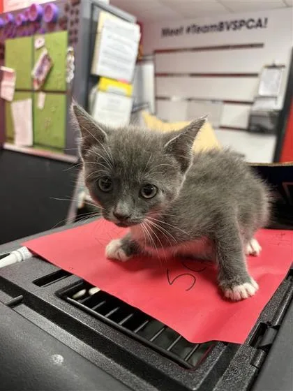 A baby small-sized female Domestic Short Hair cat named Electrician for adoption in West Chester, PA