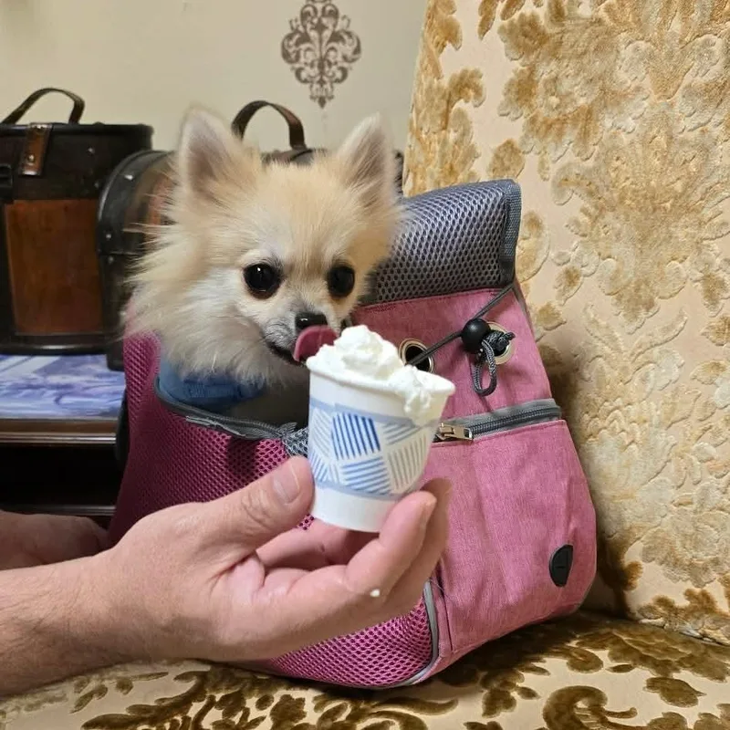 An adult small-sized male Apricot / Beige Pomeranian dog named Teemo for adoption in Warren, RI