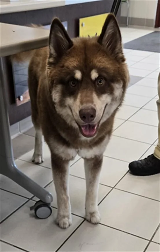 Fozzie Bear
