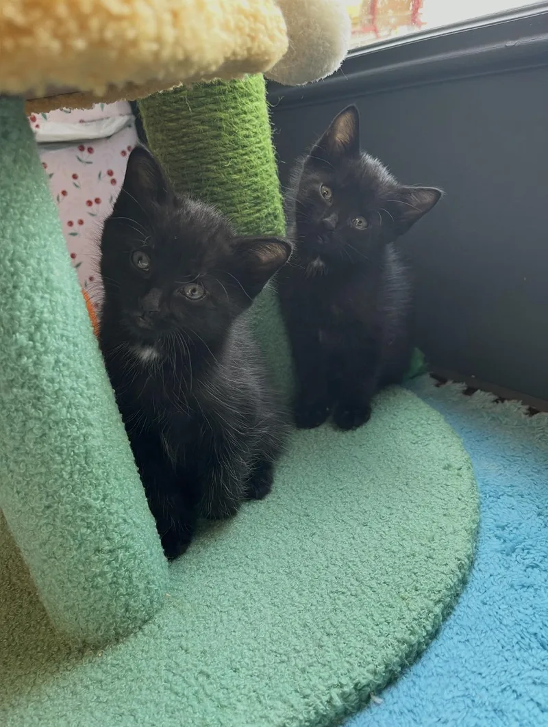 A young medium-sized male Domestic Medium Hair cat named Martin & Steve for adoption in Stamford, CT