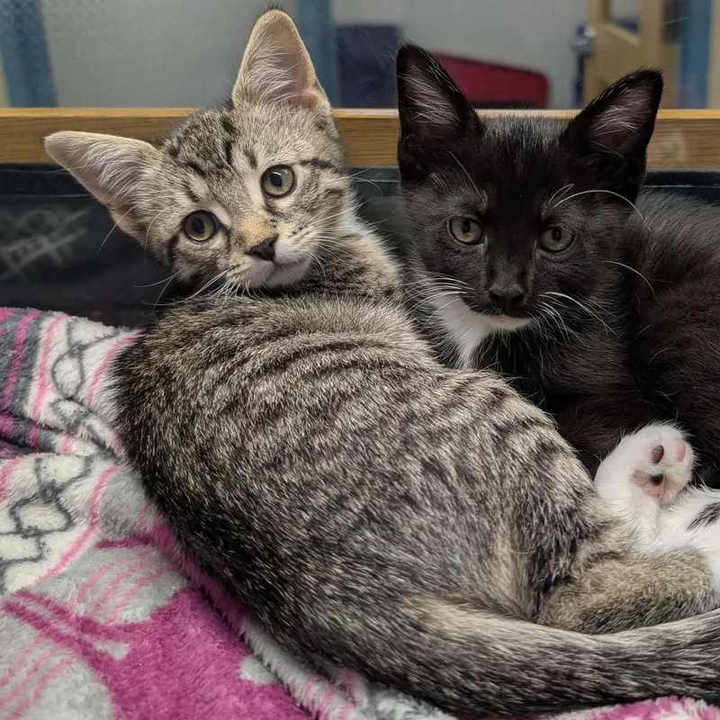A baby medium-sized female Tabby (Brown / Chocolate) Domestic Short Hair cat named Burger for adoption in Suffolk, VA