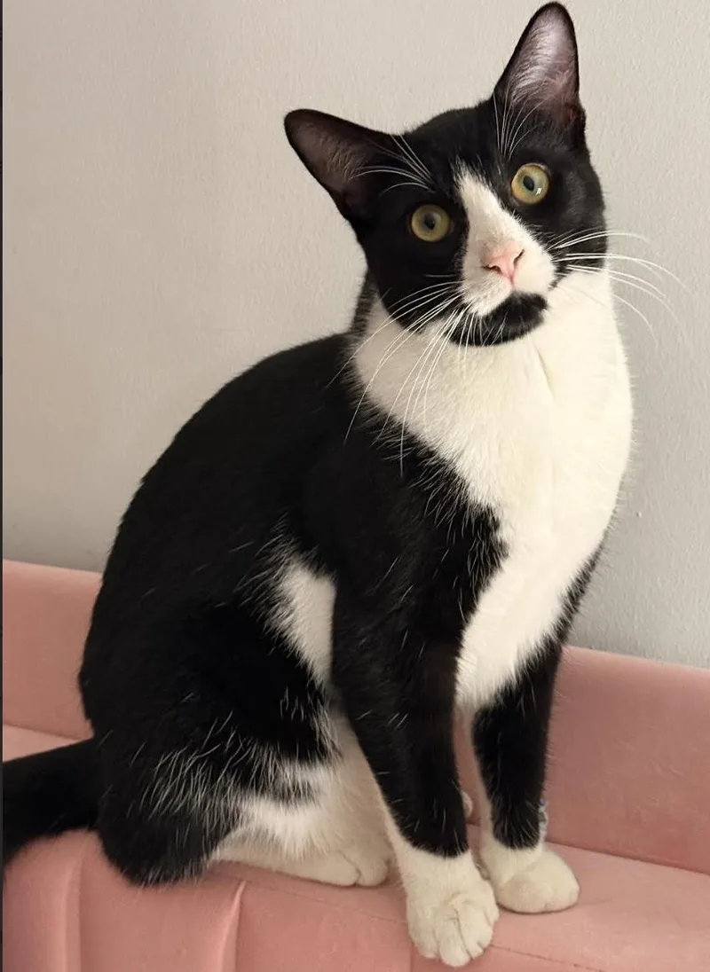 A young medium-sized male Black & White / Tuxedo Domestic Short Hair cat named Johnny for adoption in Long Beach, NY