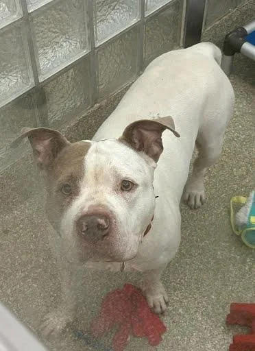 An adult medium-sized male Pit Bull Terrier dog named Beefcake Bill for adoption in Washington, DC