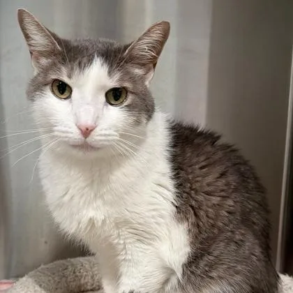 A senior medium-sized male Tabby (Gray / Blue / Silver) Domestic Short Hair cat named Tribbles for adoption in Lakeside, AZ