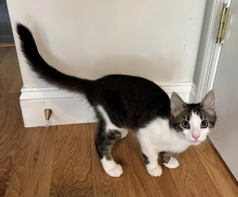 A baby small-sized male Black & White / Tuxedo Domestic Short Hair cat named Graham for adoption in Taylor, PA